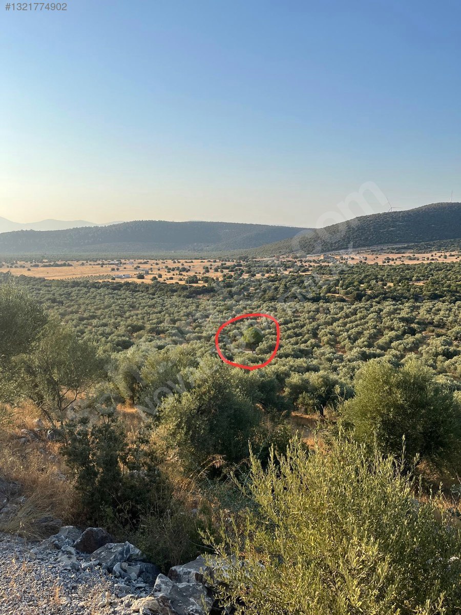 DİDİM AKYENİKÖY'DE MÜSTAKİL TAPULU SATILIK ZEYTİNLİK TAM YATIRIM